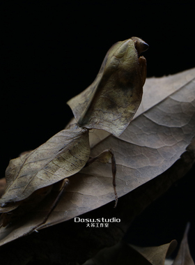 昆虫复古玻璃罩摆件枯叶螳螂标本