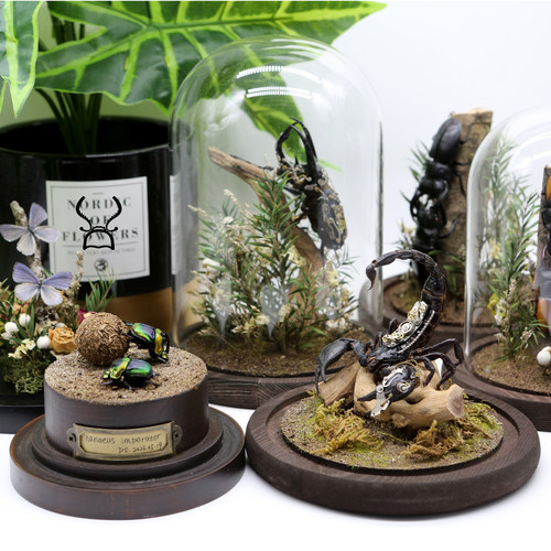 甲虫标本家居玻璃罩相框摆件