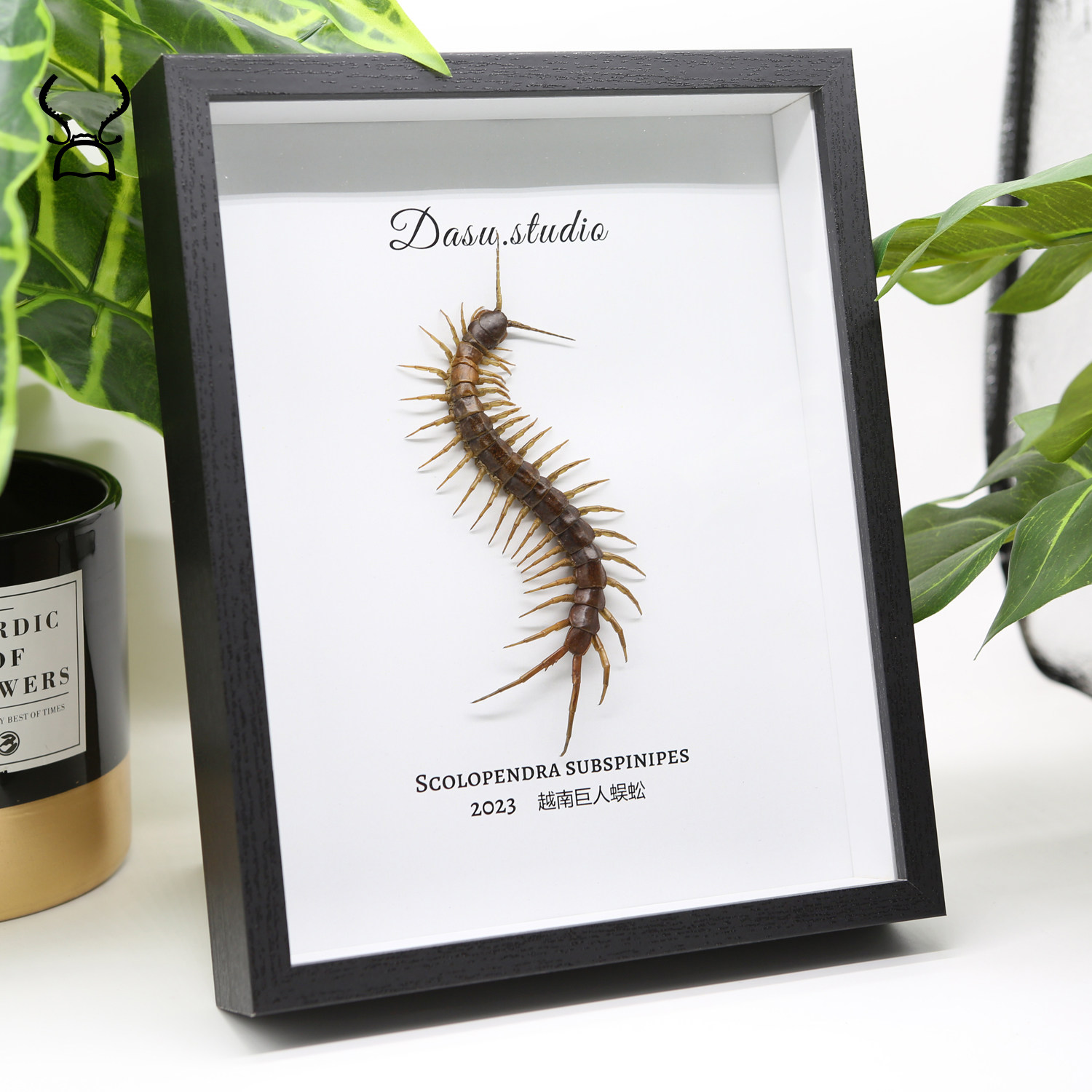 真实越南巨人蜈蚣标本个性手作家居另类装饰品相框摆件男生礼物