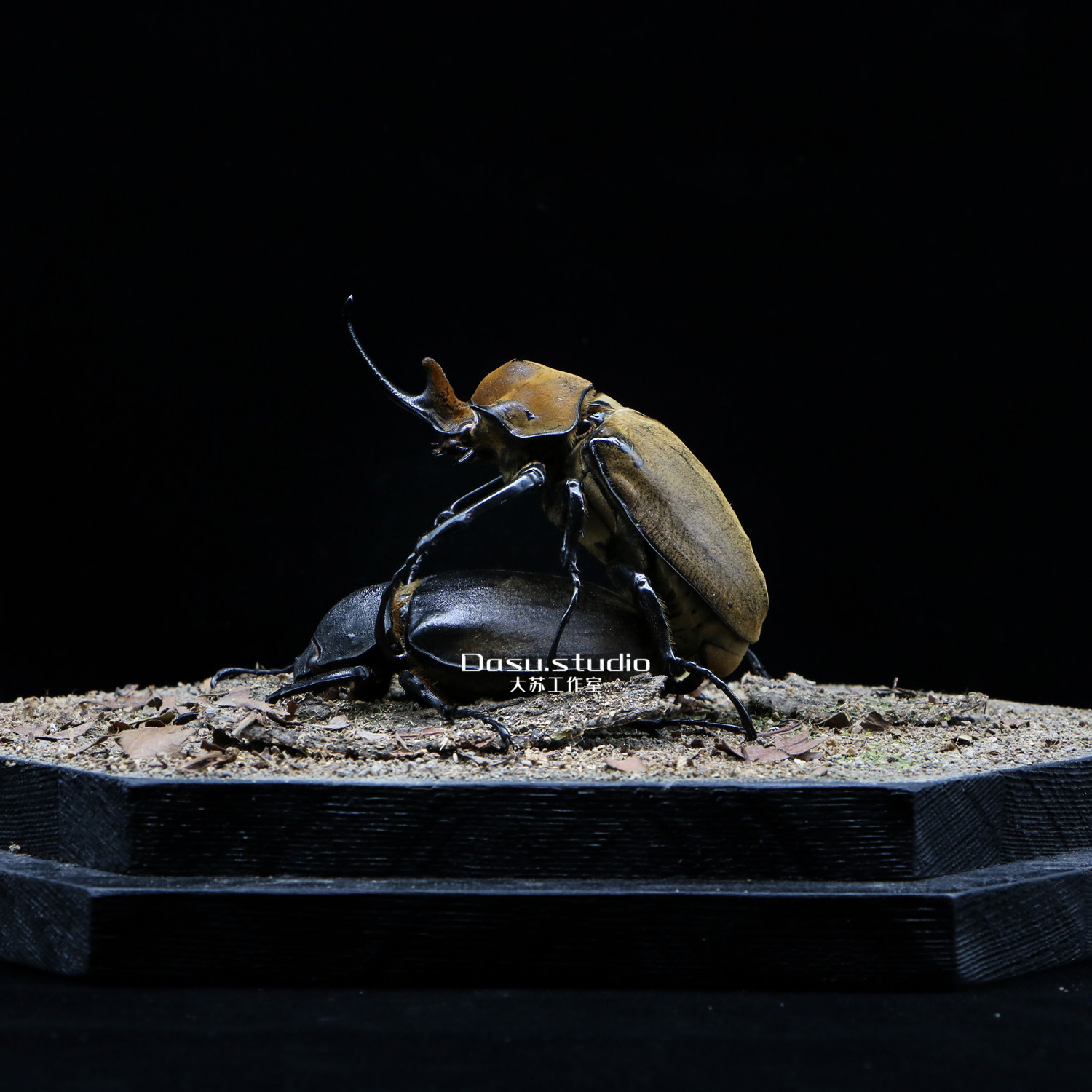 【色欲】巨型甲虫毛象大兜虫交配标本复古摆件收藏品异型玻璃罩