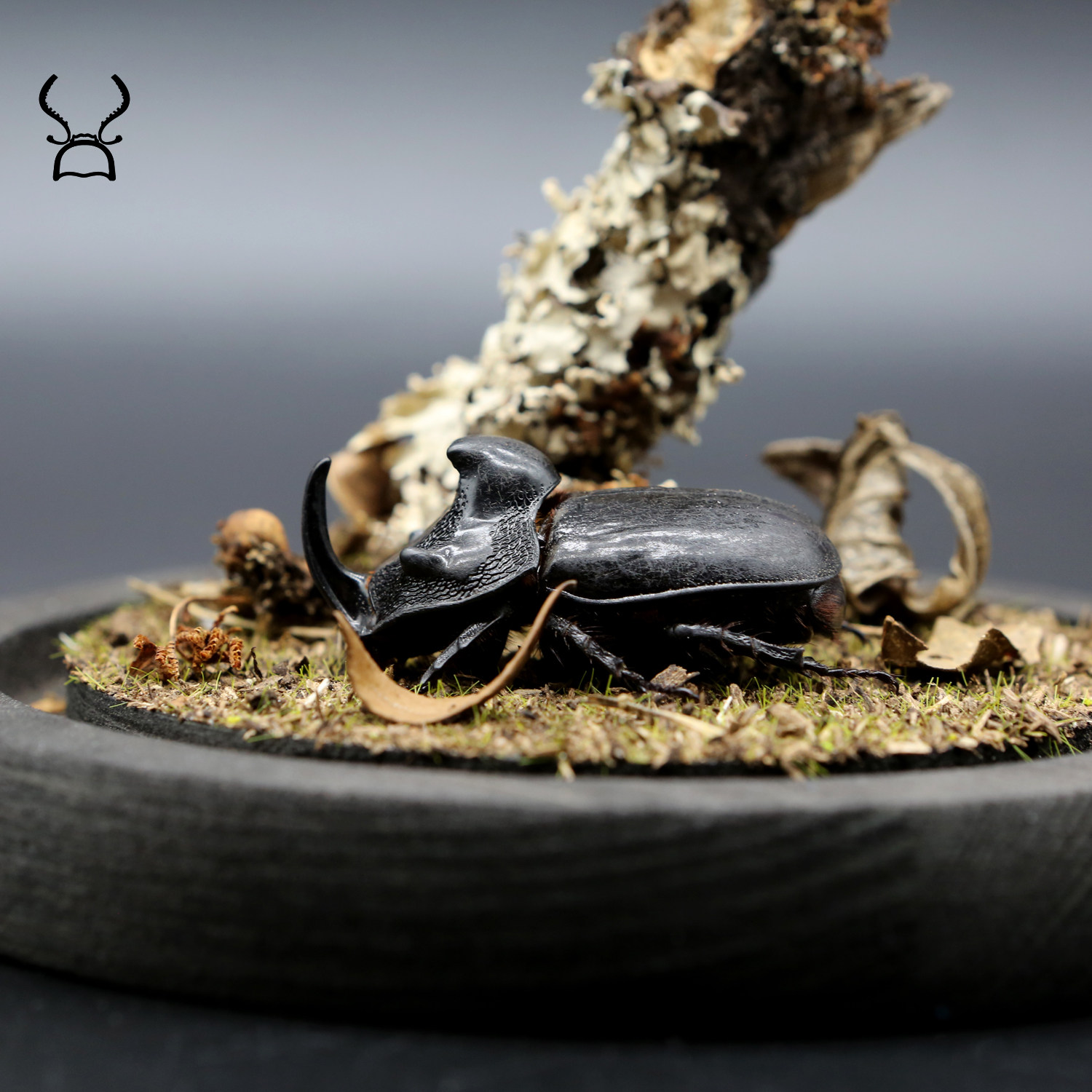 【地栖】甲虫标本兜虫独角仙昆虫蒙瘤犀金龟生态微景观男礼物收藏