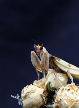 真实昆虫兰花螳螂标本