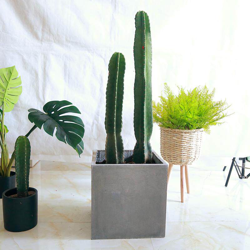 仙人柱量天尺植物盆栽大型墨西哥仙人柱室内客厅带刺风水绿植包邮