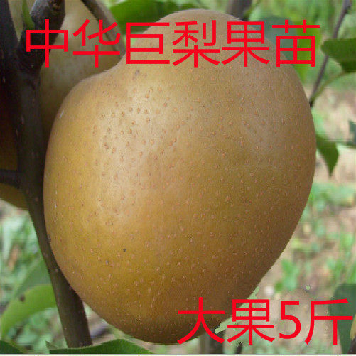 梨树嫁接苗新品种中华巨梨树苗特大9月成熟单果5斤南北方种植果苗