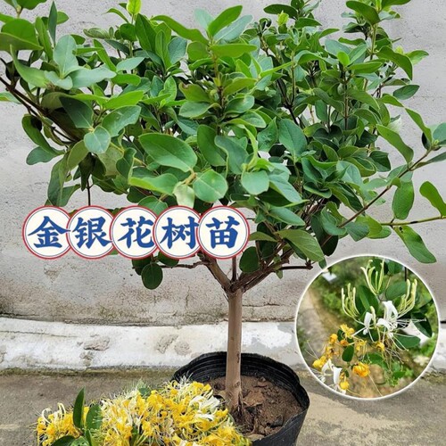 金银花树苗可食用阳台庭院植物