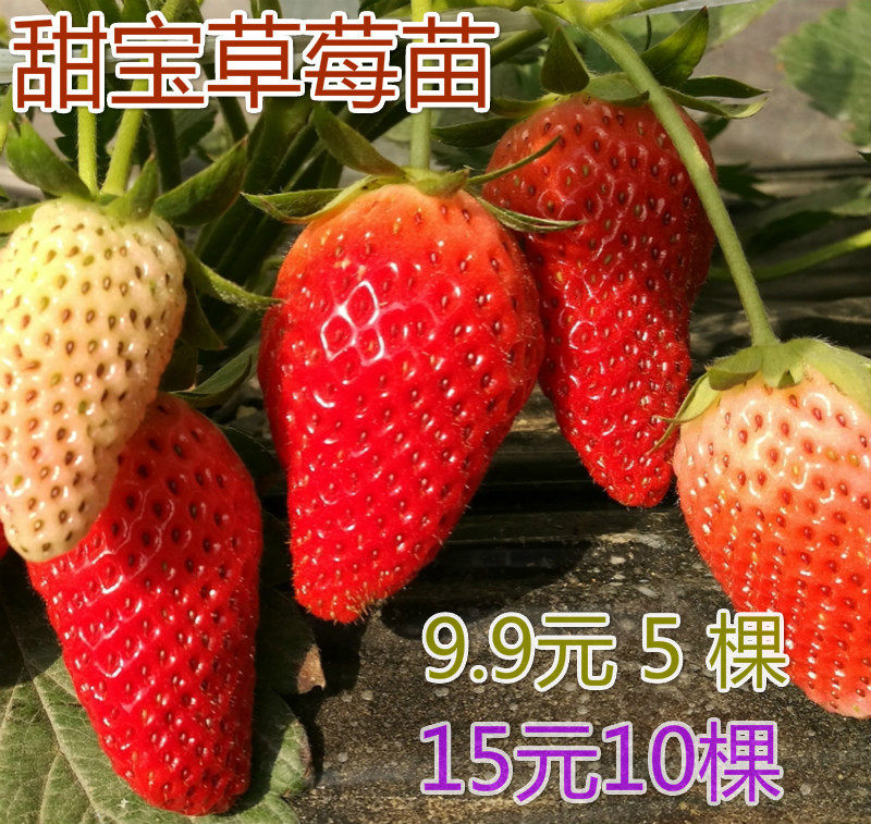 甜宝草莓苗四季种植南北方可果树