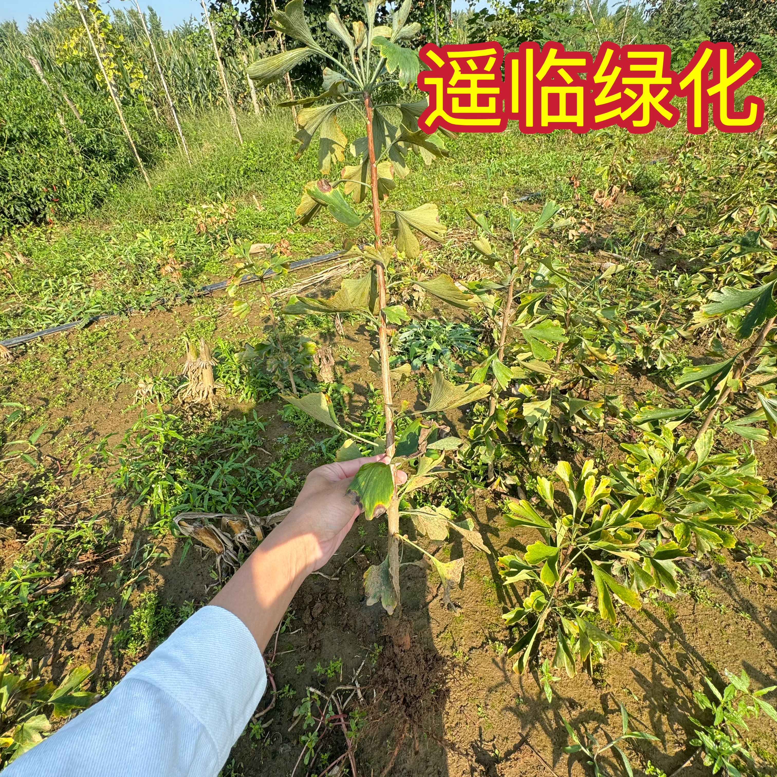 80-1米左右银杏树小苗造型盆景