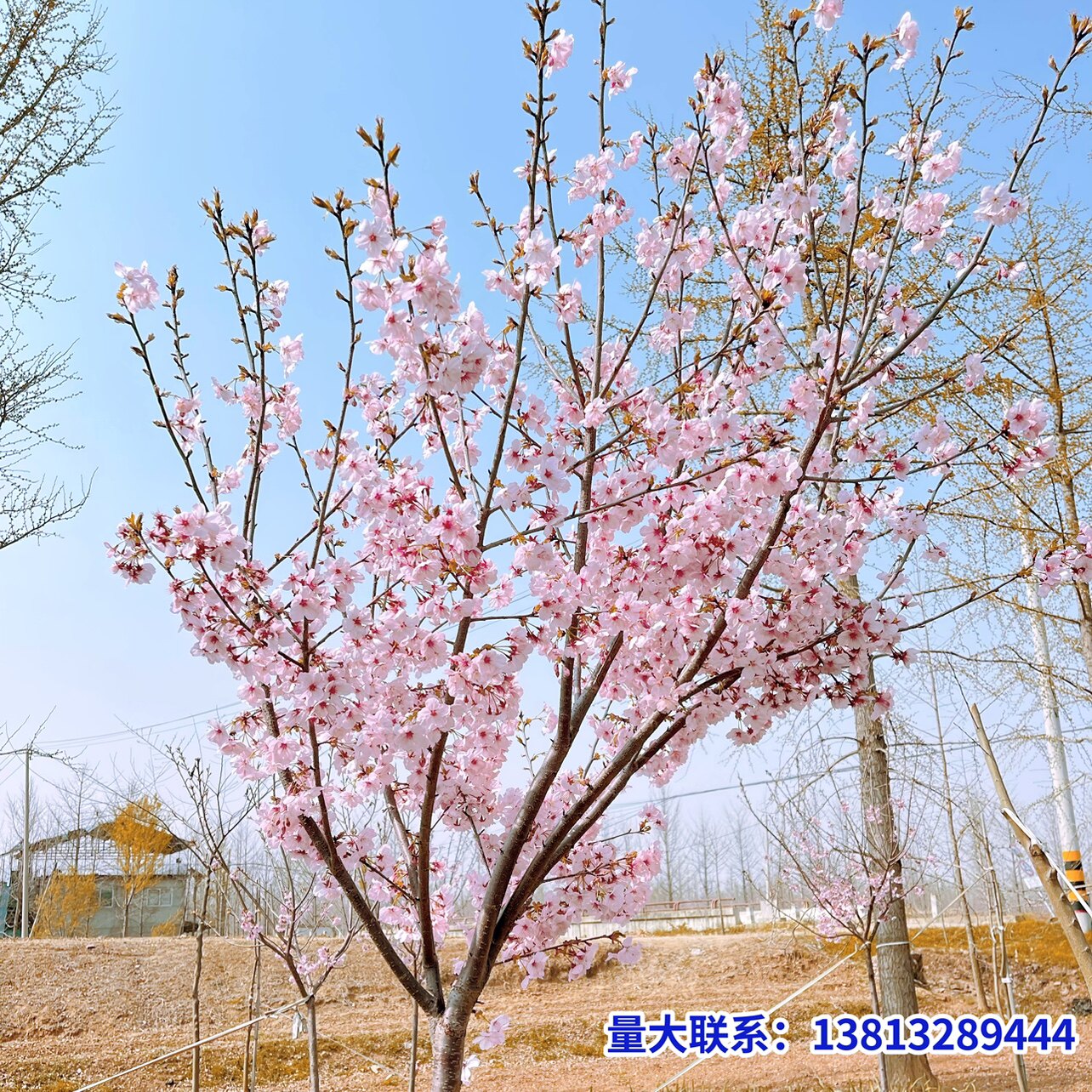 日本樱花苗树苗染井吉野花浓香型盆栽小苗庭院种植大型风景树