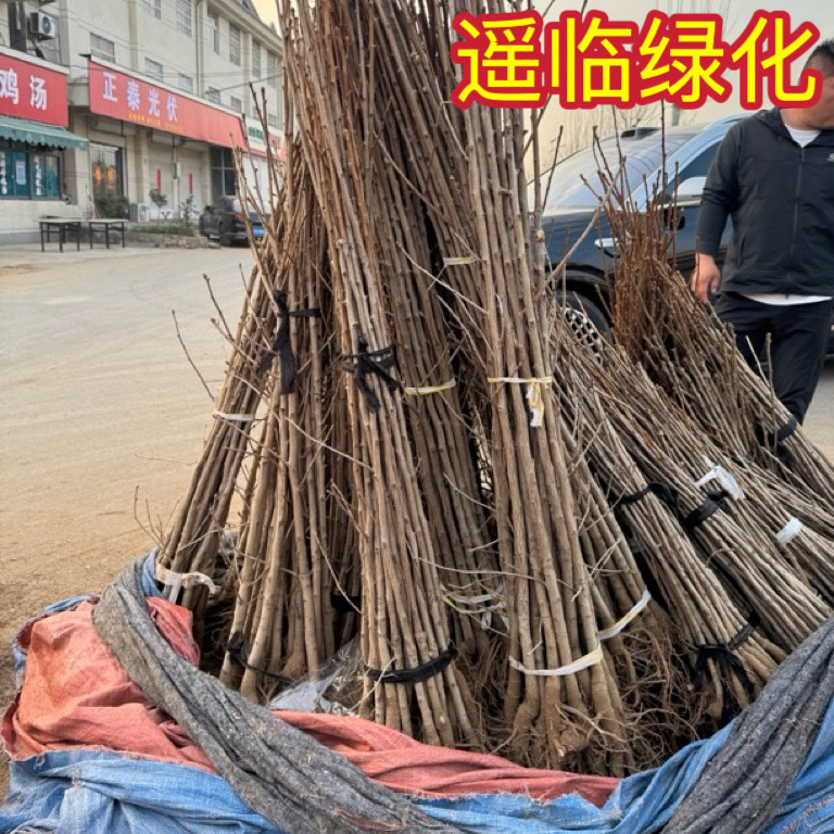 2公分银杏树苗金叶银杏庭院别墅大型绿植/成品组合盆