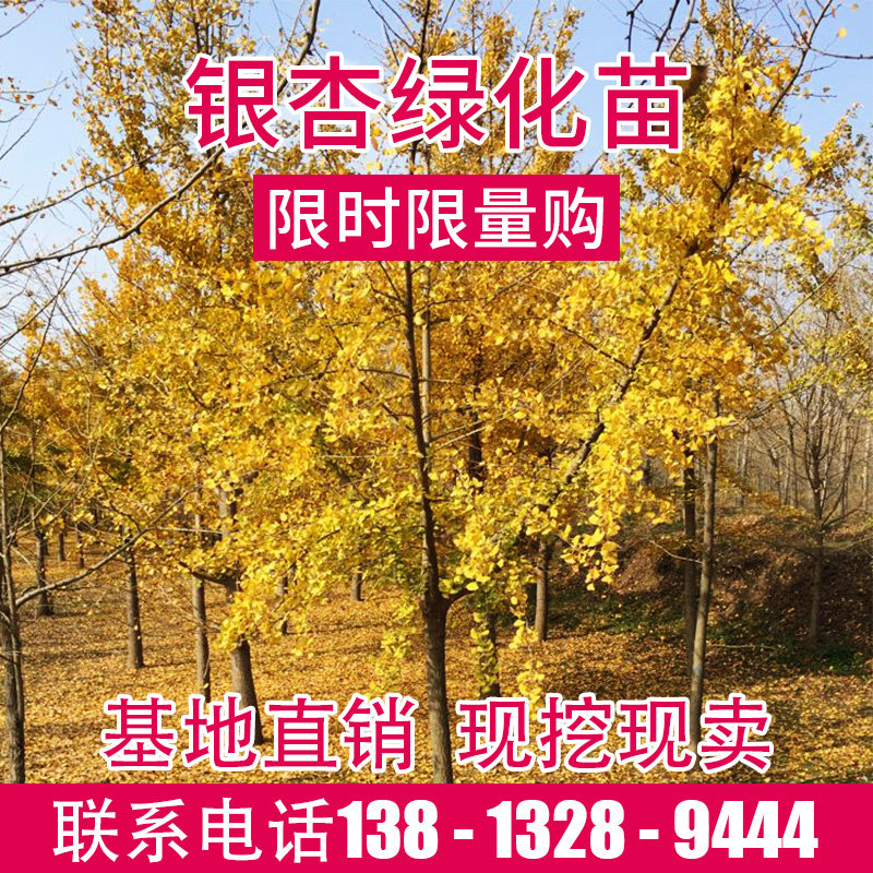 金叶银杏银杏树嫁接银杏树白果树