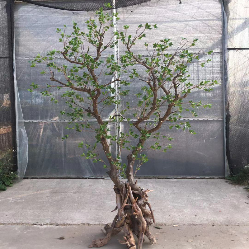 仿真米兰树干树枝室内装饰落地绿植橱窗造景摆件假树枯树根盆景
