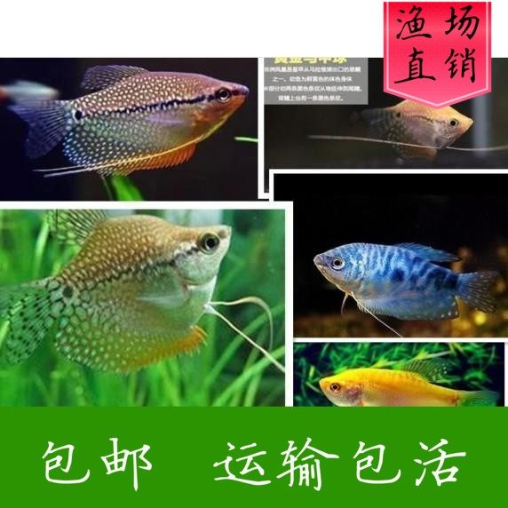 10条装包活马甲曼龙鱼小型草缸鱼观赏鱼热带鱼活体蓝曼龙珍珠黄金