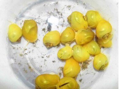 螺苹果黄金工具除澡热带鱼包活