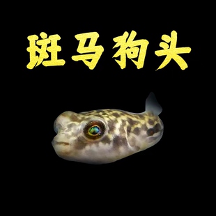 斑马河豚鱼宠物热带观赏鱼淡水精品斑马狗头毛毛狗头鱼苗活体包损