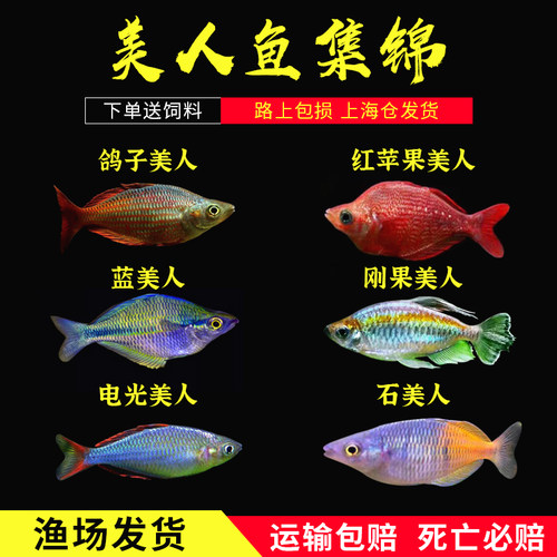 美人鱼淡水鱼好看鱼场直销