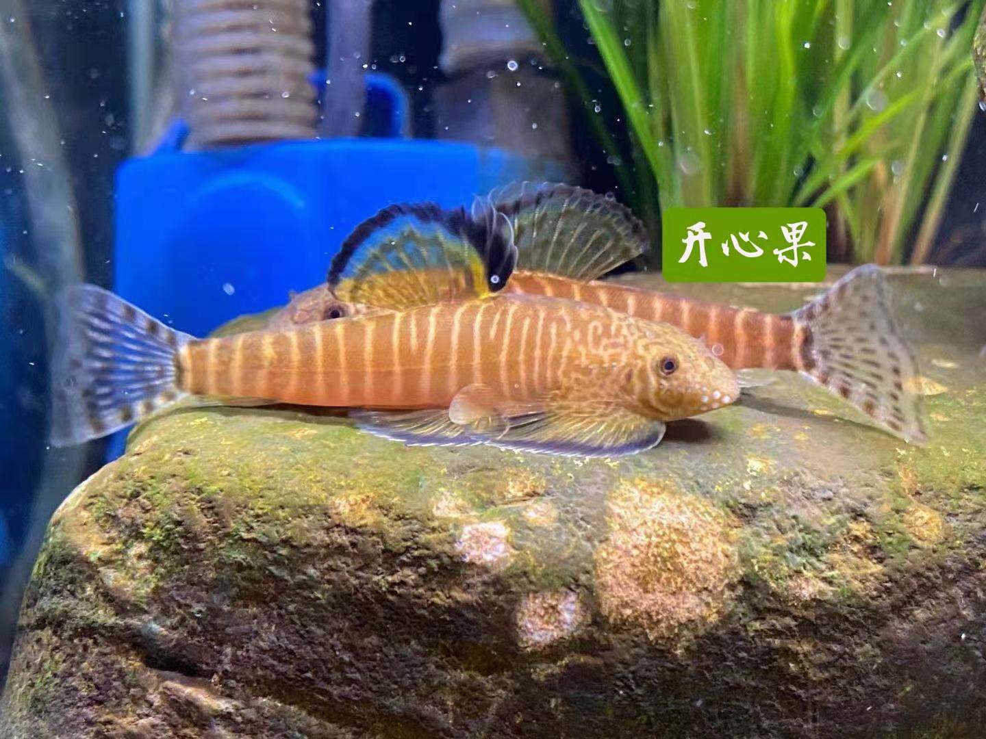 观赏鱼吸鳅冷水鱼底层清理鱼缸吸盘鱼长汀 方氏随机