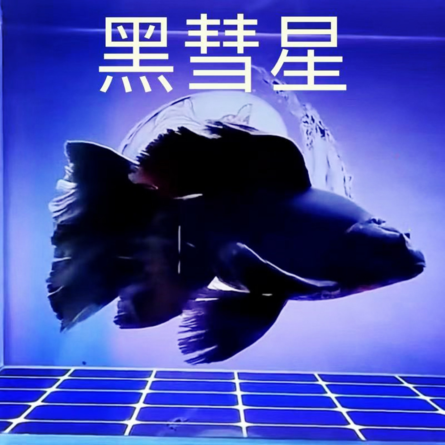 黑彗星蝴蝶鲤大鳍冷水观赏鱼活鱼