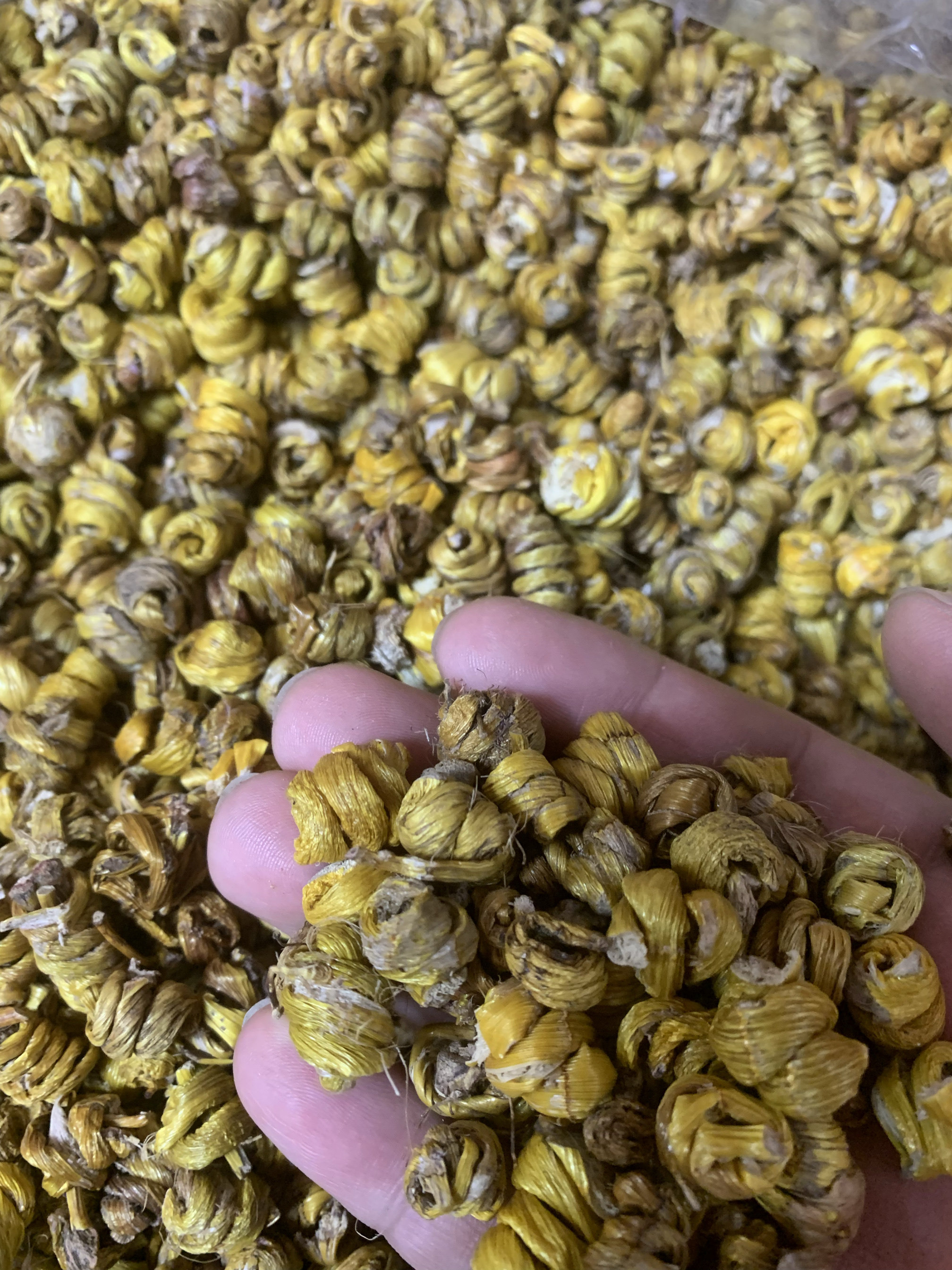 正品石斛枫斗非铁皮干货野外安徽霍山煲汤煮水材料滋补中药材500g
