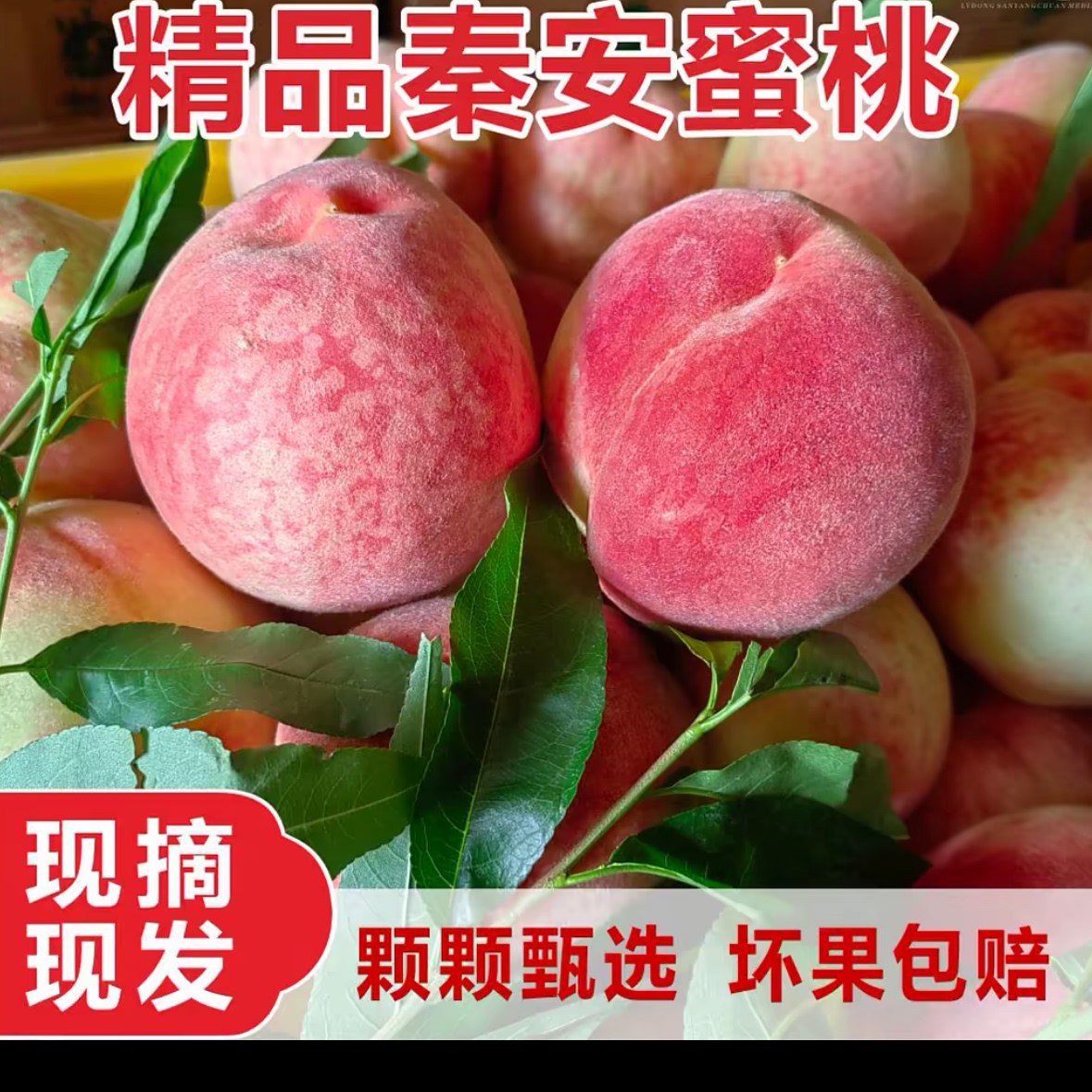 产地直发!正宗甘肃天水秦安北京7号水蜜桃子新鲜水果香甜多汁