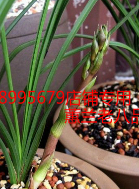 带花苞兰花 蕙兰老八品程梅 端梅 关顶 郑孝荷开花浓香绿植办公室