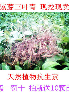 浙江野生紫藤三叶青种苗 金线吊葫芦苗 包活带根苗 成活率高包邮