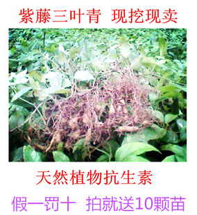 浙江野生紫藤三叶青种苗 金线吊葫芦苗 包活带根苗 成活率高包邮