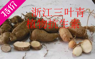 浙江野生紫藤三叶青种苗金线吊葫芦块根50克包邮品质保证多买多送
