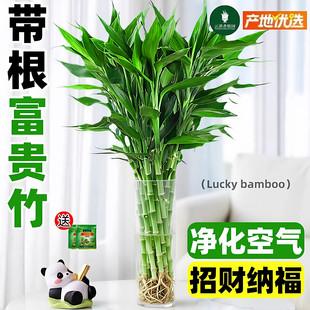 富贵竹带根水培植物客厅春天装饰花卉绿植盆栽水竹子观音竹文昌竹