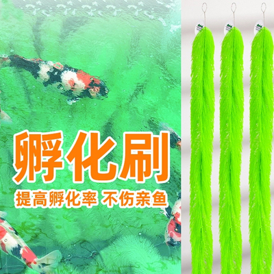 山树孵化毛刷锦鲤产卵鱼卵