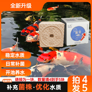 菌方鱼池硝化菌锦鲤专用鱼缸菌块浓缩水族观赏鱼有益菌净水
