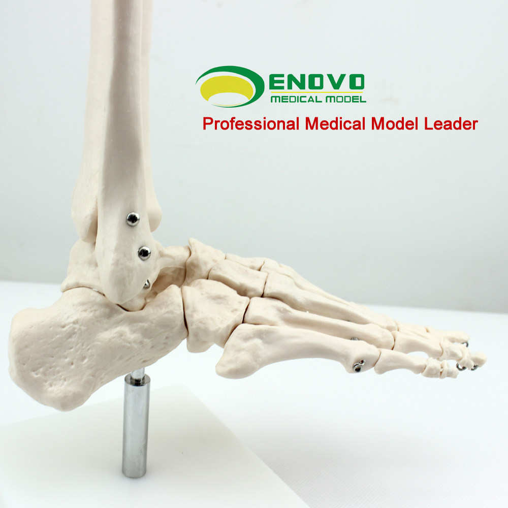 enovo正品人体医用脚关节模型足踝关h节手足外科骨科标本骨骼模型