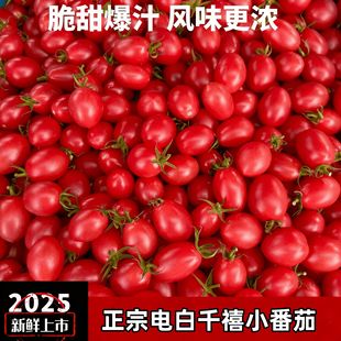 【顺丰包邮】正宗电白千禧小番茄新鲜水果圣女果当季现摘小柿子千