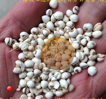 川贝母 青贝 1千克3900 正品 川贝母 青贝 炉贝母