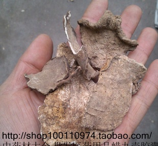 地苦胆 1千克30元 天顺健康大全 地苦胆 无纺布 膏药贴