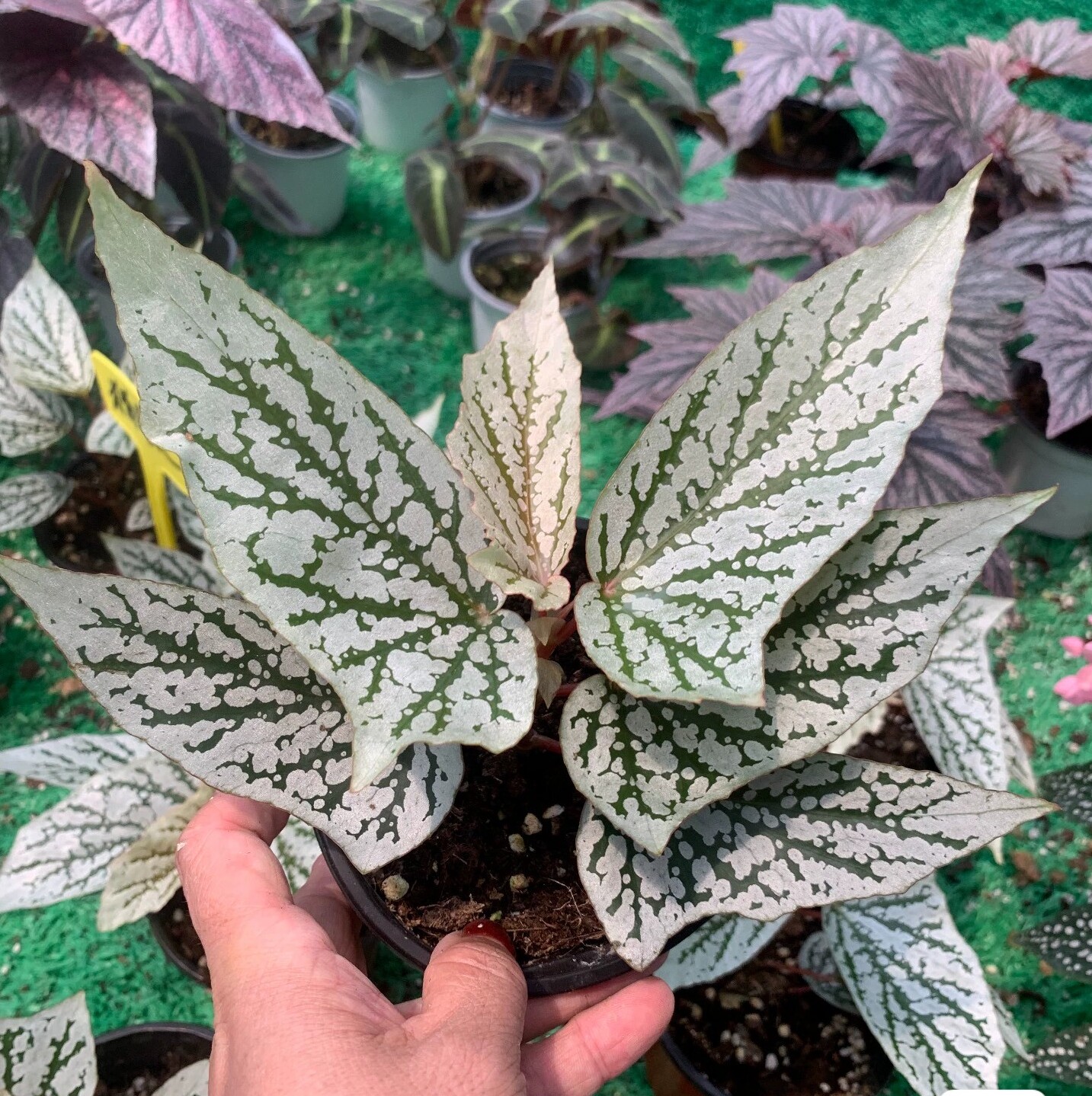 竹节秋海棠3网红盆栽塞拉山王乌头杂鳟鱼室内观叶好养耐阴盆栽图片
