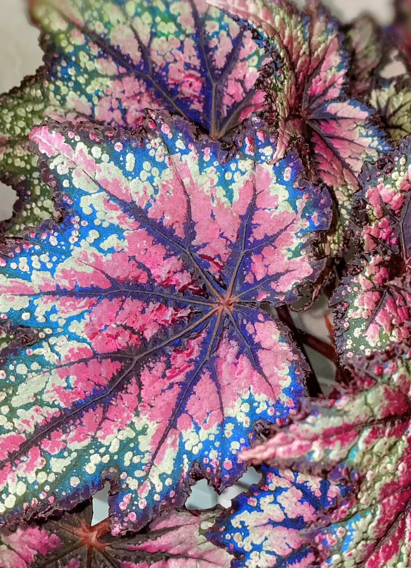 蟆叶秋海棠2网红热植盆栽反蓝光绿植墙ins风阳台玄关耐阴满38包邮