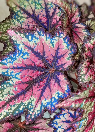 蟆叶秋海棠2网红热植盆栽反蓝光绿植墙ins风阳台玄关耐阴满38包邮