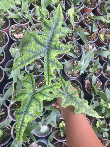 杰克林海芋