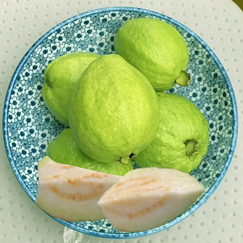 广东新鲜现摘白心硬脆芭乐番石榴