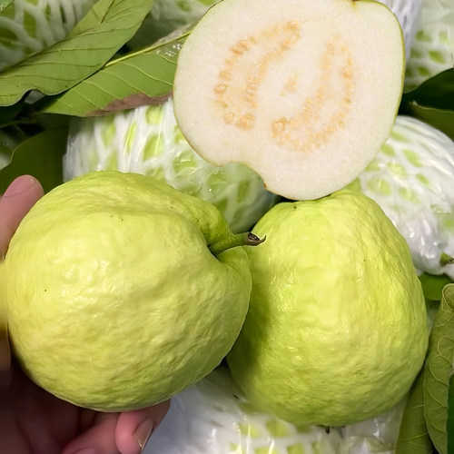 广东硬脆番石榴白心芭乐5斤