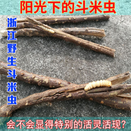野生斗米虫鸟不踏刺虫倒督黄狼虫宝宝吃饭香香益脾胃滋补品营养品