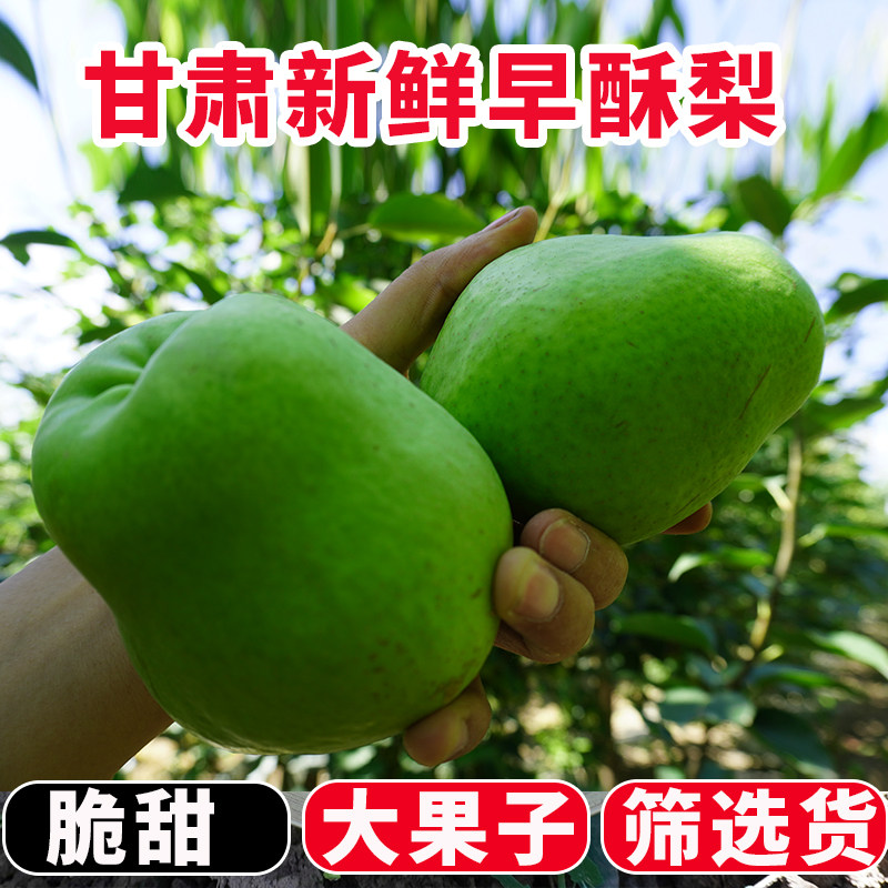 甘肃白银景泰条山早酥梨9-18个装有格挡