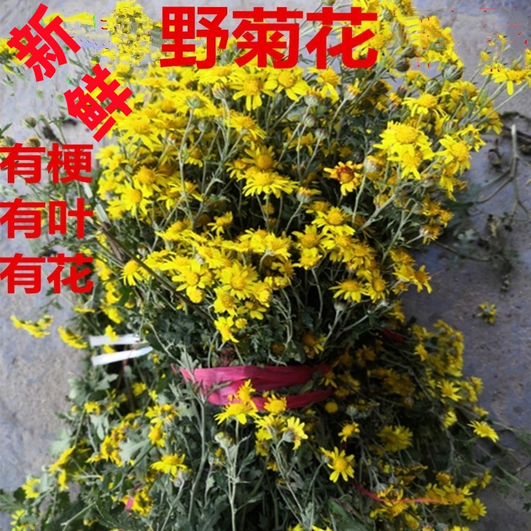新鲜野菊花科普插花干品泡澡清热