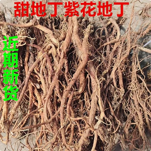 萝卜地丁紫花地丁整棵干品甜地丁米口袋老鼠布袋痒痒草种子包邮