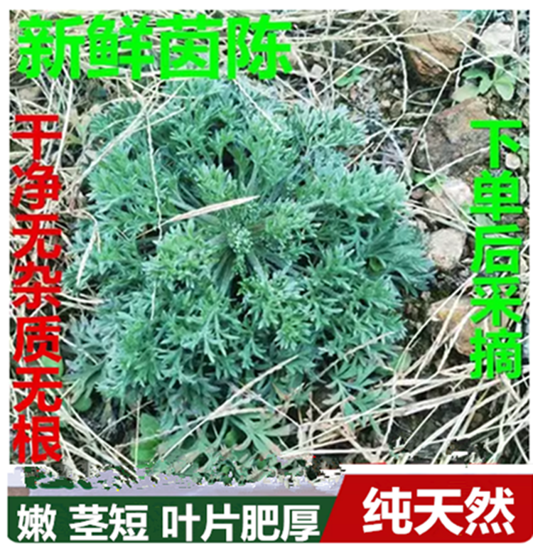 天然现采新鲜茵陈白蒿绵茵陈篙应季时令野菜泡水红枣茶