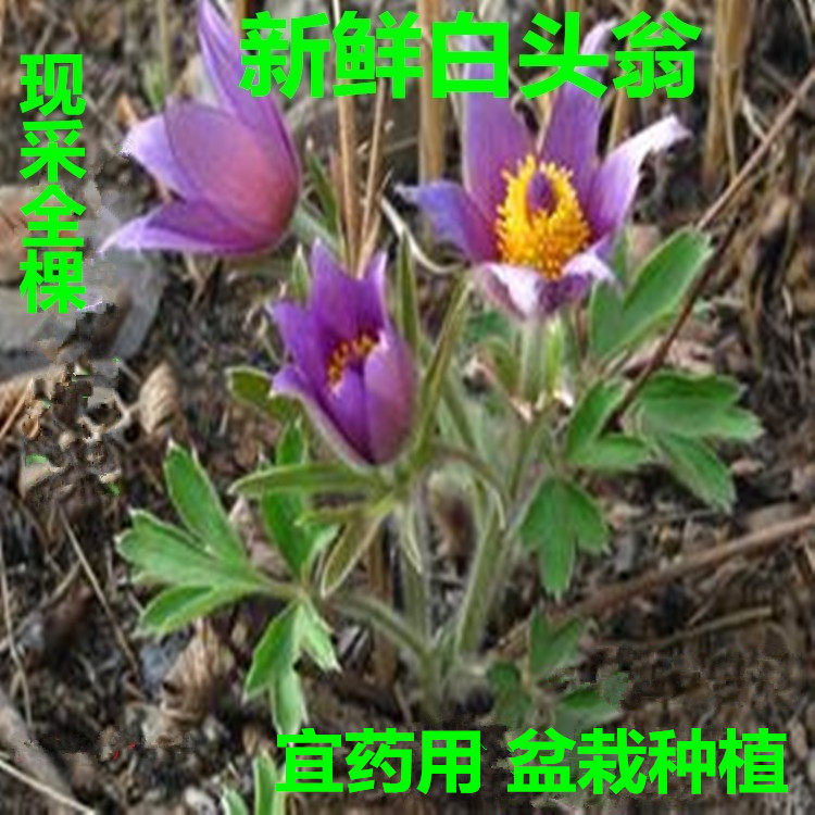 应季现挖新鲜白头翁老鼠花耗子花苗 野丈人白头草老姑花 2件包邮