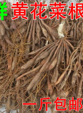 新鲜黄花菜根金针种子