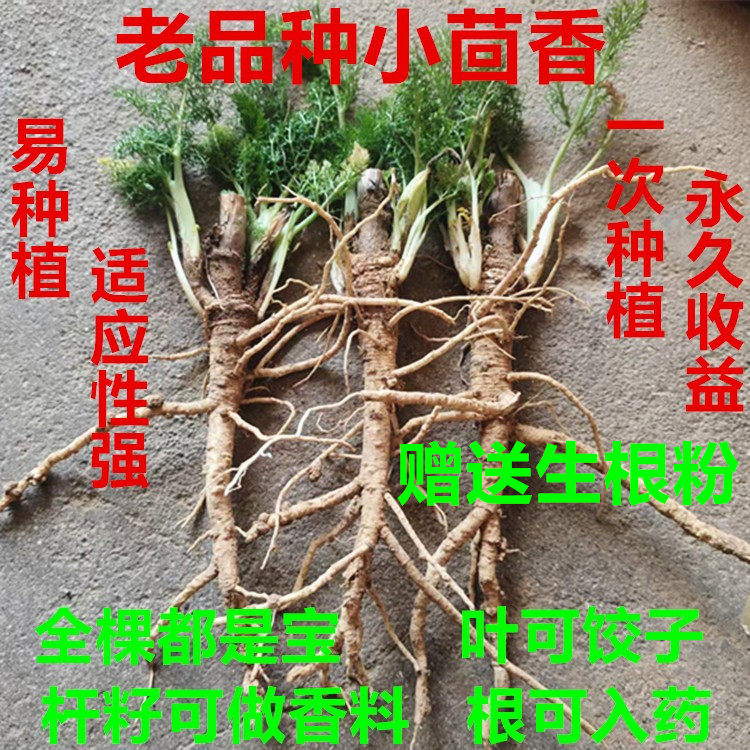 小茴香苗食用茴香菜盆栽茴香苗带根药用小茴香根割茬茴香菜苗