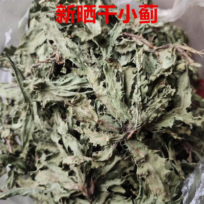 新鲜小蓟七七菜流刺菜带根带叶