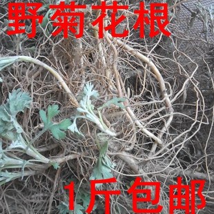 现挖天然新鲜野黄菊花根 地下部分山菊根 纯根500克